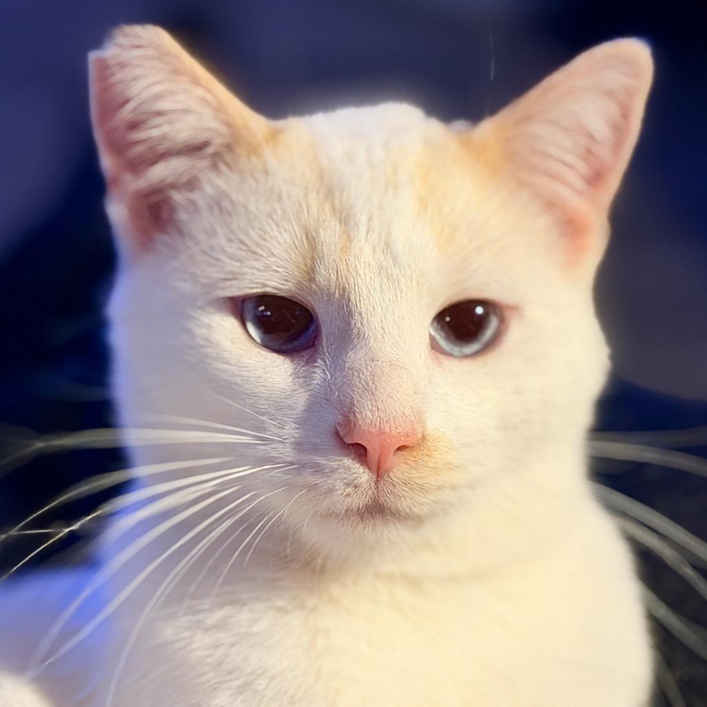Georgie Boy, a Adoptable Siamese in Agoura Hills, CA image 4/6