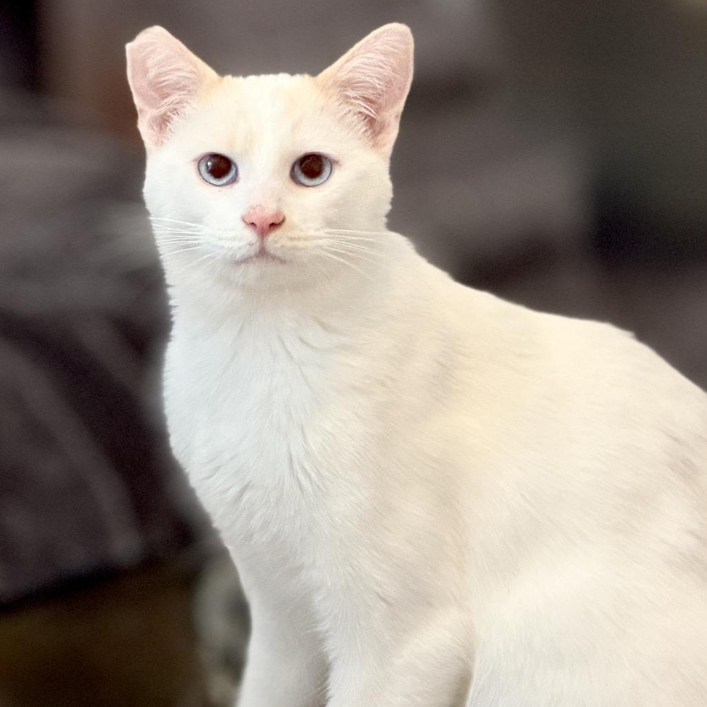 Georgie Boy, a Adoptable Siamese in Agoura Hills, CA image 5/6