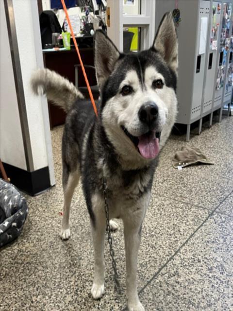 Enlarge BATMAN, a Adoptable Husky in Tracy, CA image 1/1