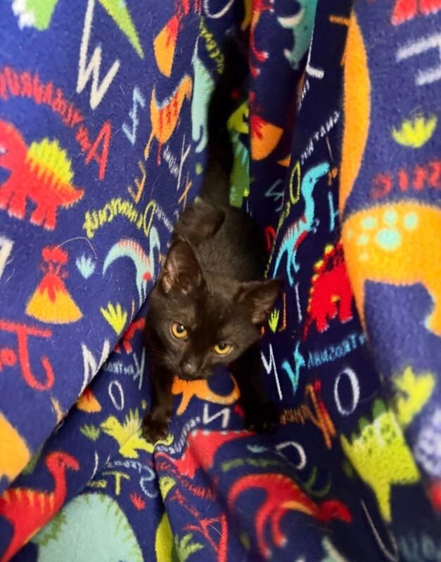 Olive, Adoptable, Young Female Domestic Short Hair.