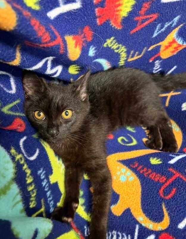 Olive, a Adoptable Domestic Short Hair in Warren, PA image 2/5