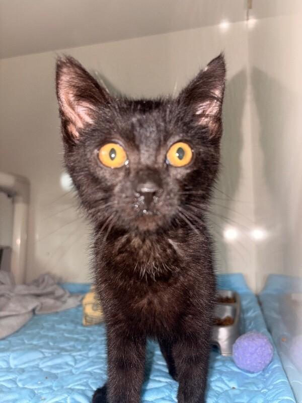 Olive, a Adoptable Domestic Short Hair in Warren, PA image 4/5