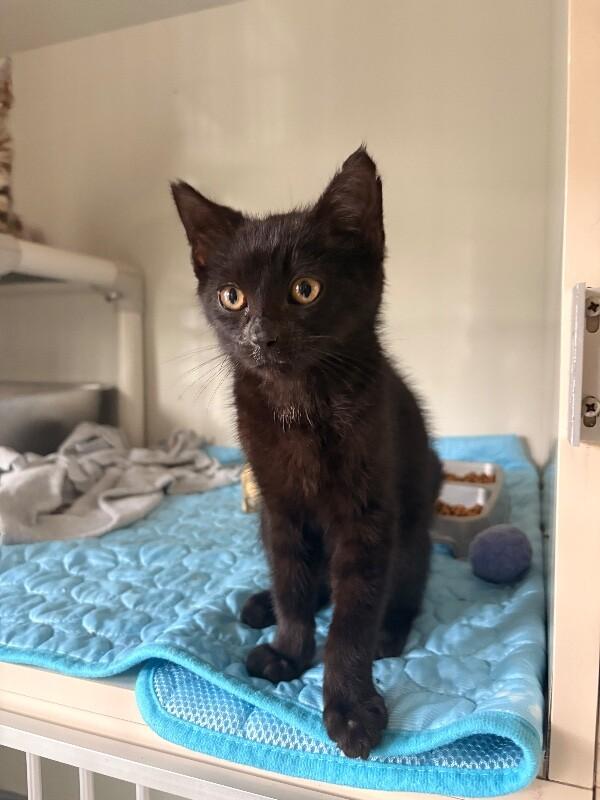 Olive, a Adoptable Domestic Short Hair in Warren, PA image 5/5