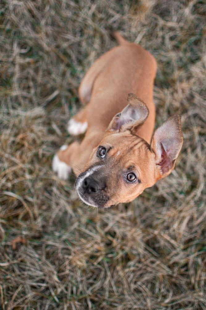 Honeycomb — thumbnail 2