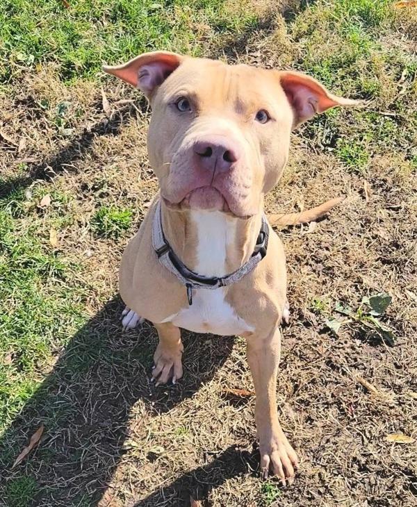 Ragnor, Adoptable, Adult Male Pit Bull Terrier.