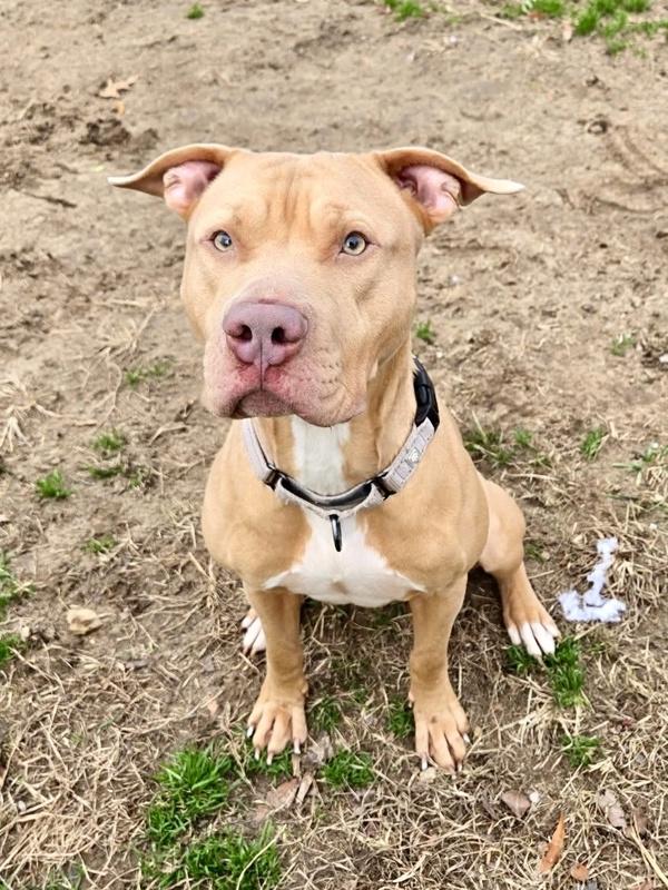 Enlarge Ragnor, a Adoptable mixed breed in Millersville, MD image 2/6