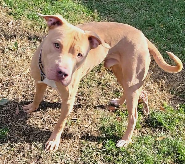 Enlarge Ragnor, a Adoptable mixed breed in Millersville, MD image 4/6