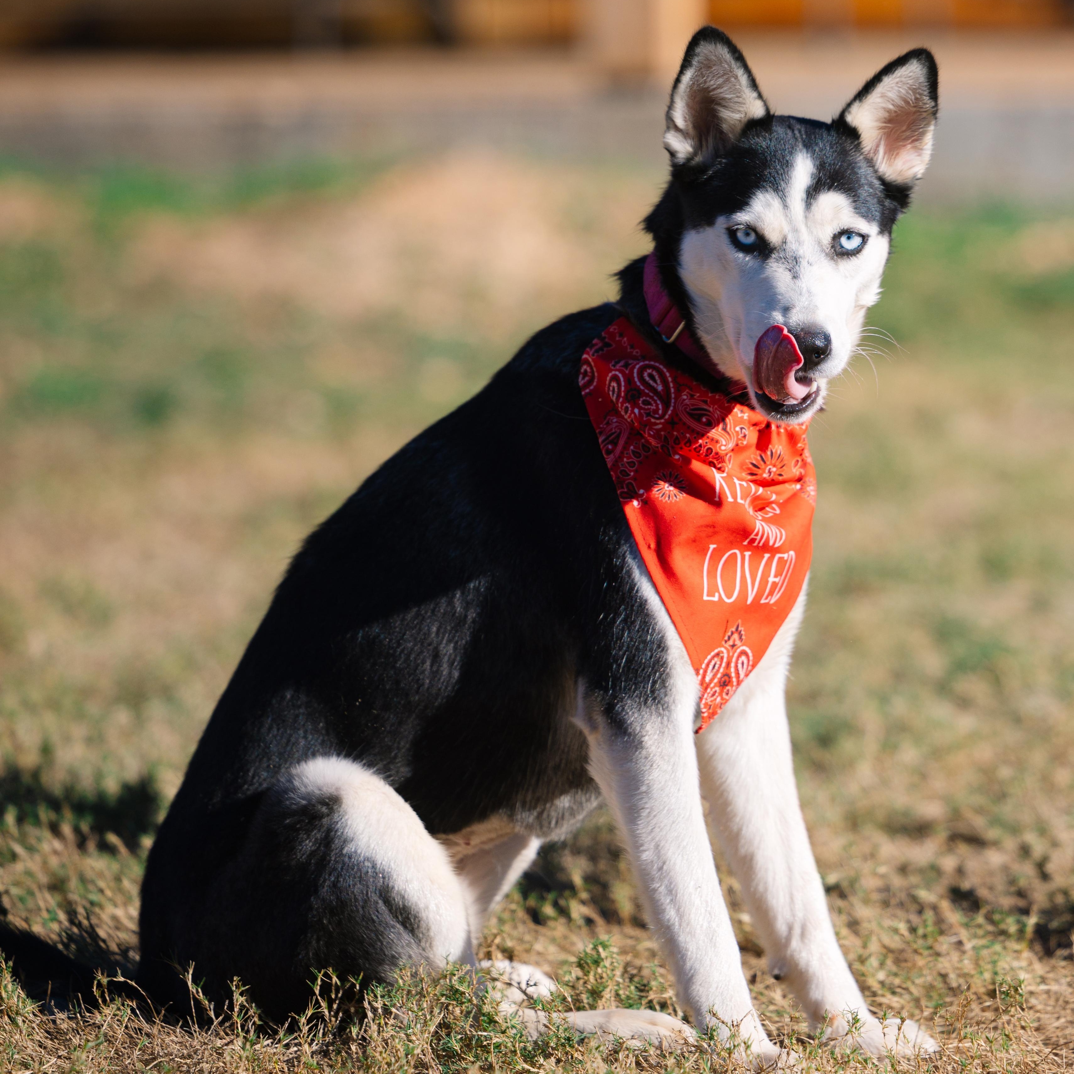 Enlarge Sprite, a Adoptable mixed breed in Brewster, NY image 2/5