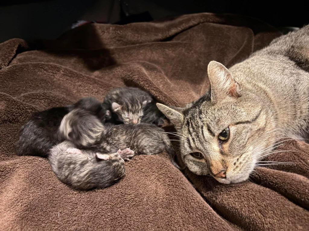 Kamala, Adoptable, Adult Female Domestic Short Hair.