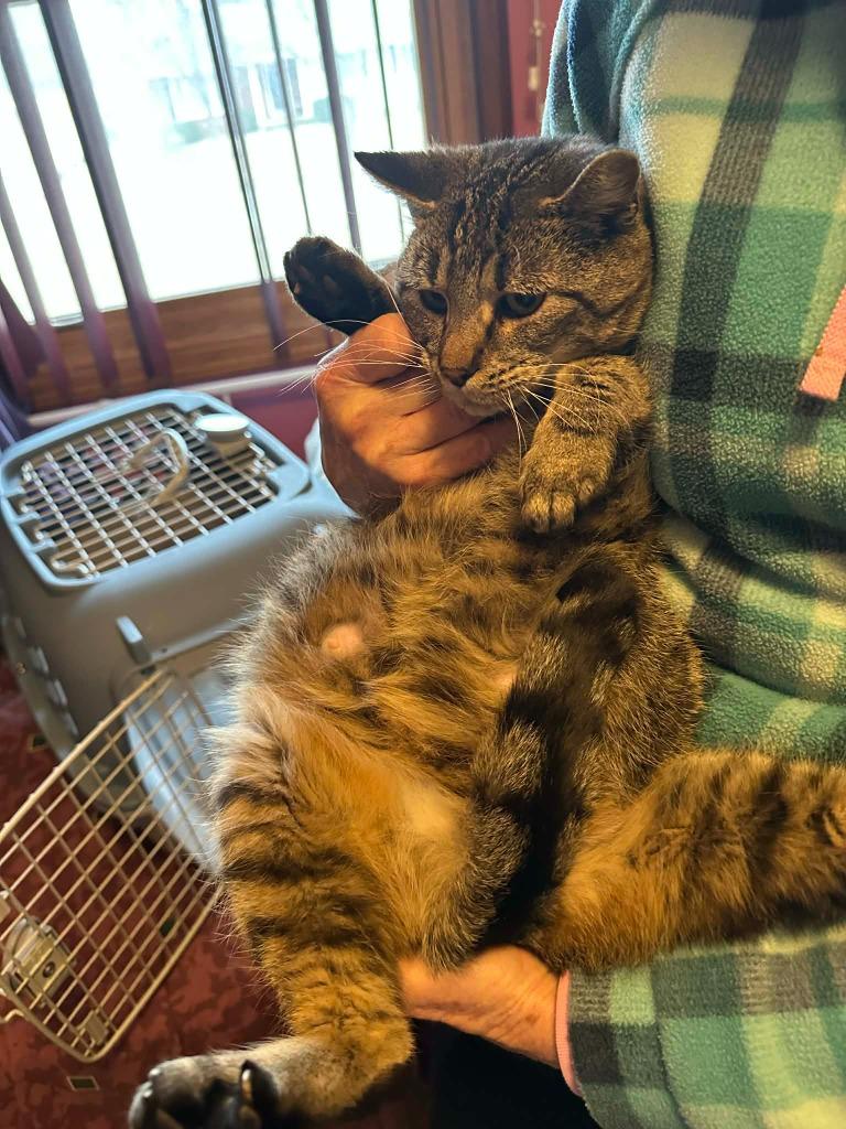 Enlarge Kamala, a Adoptable mixed breed in Urbandale, IA image 2/4