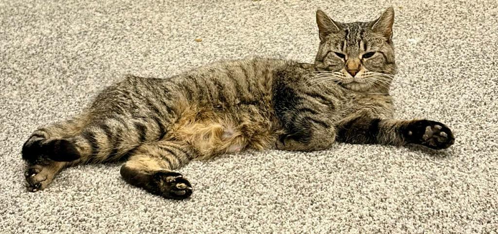 Enlarge Kamala, a Adoptable mixed breed in Urbandale, IA image 3/4