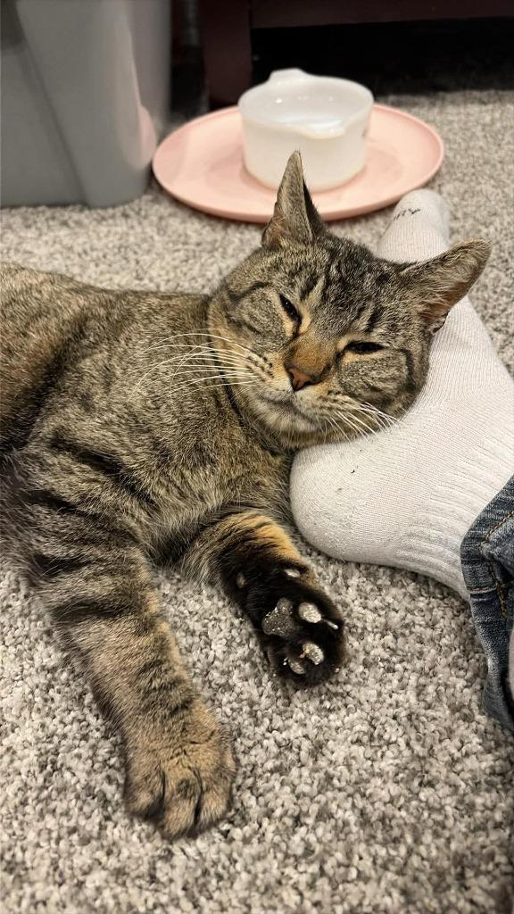 Enlarge Kamala, a Adoptable mixed breed in Urbandale, IA image 4/4