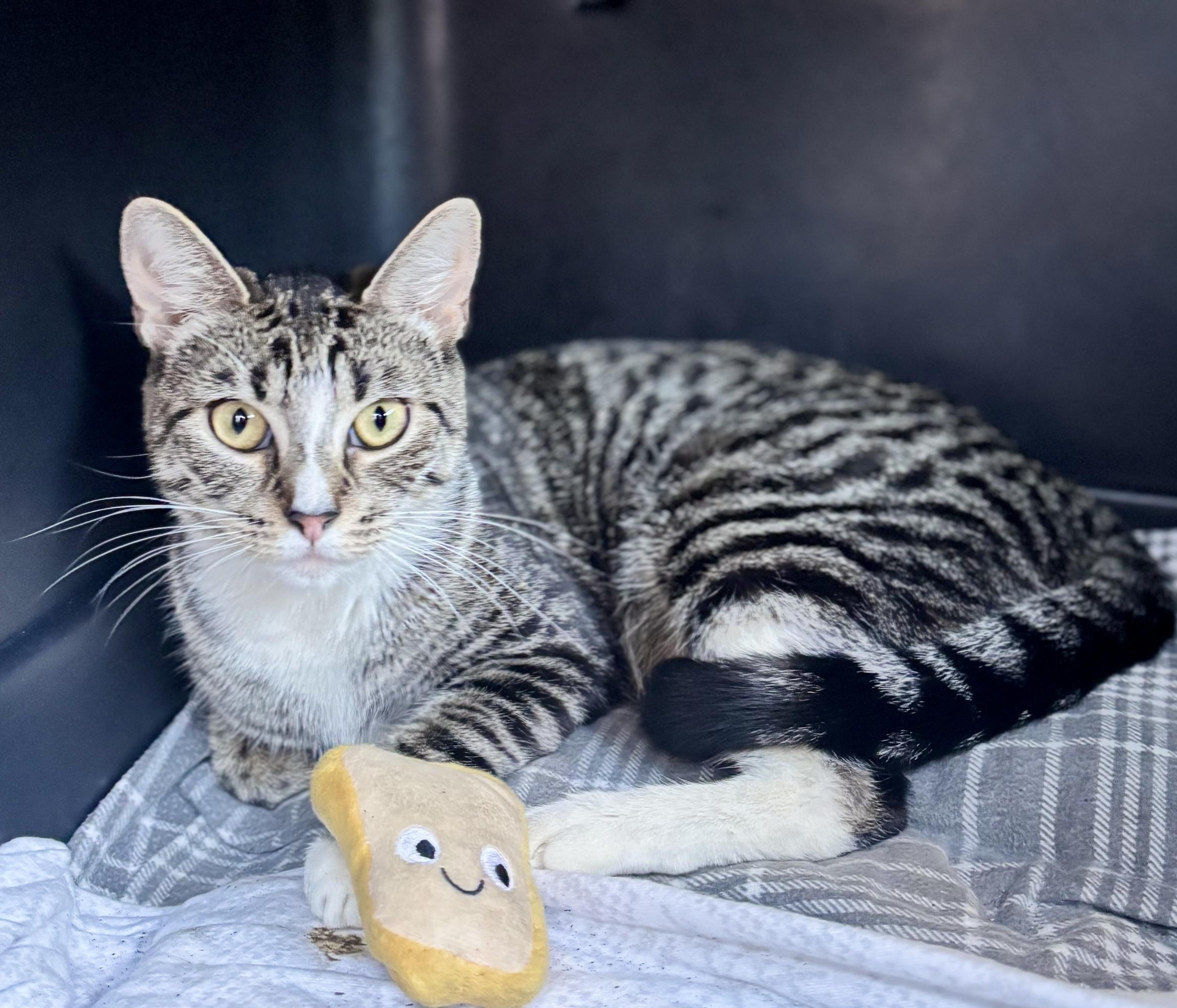 Candy Girl (Mom), adopted, Young Female American Shorthair.