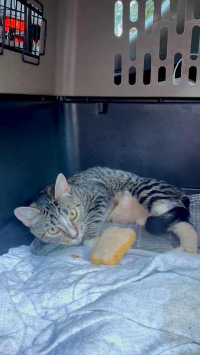 Enlarge Candy Girl (Mom), an adopted American Shorthair in Wallkill, NY video 2/2