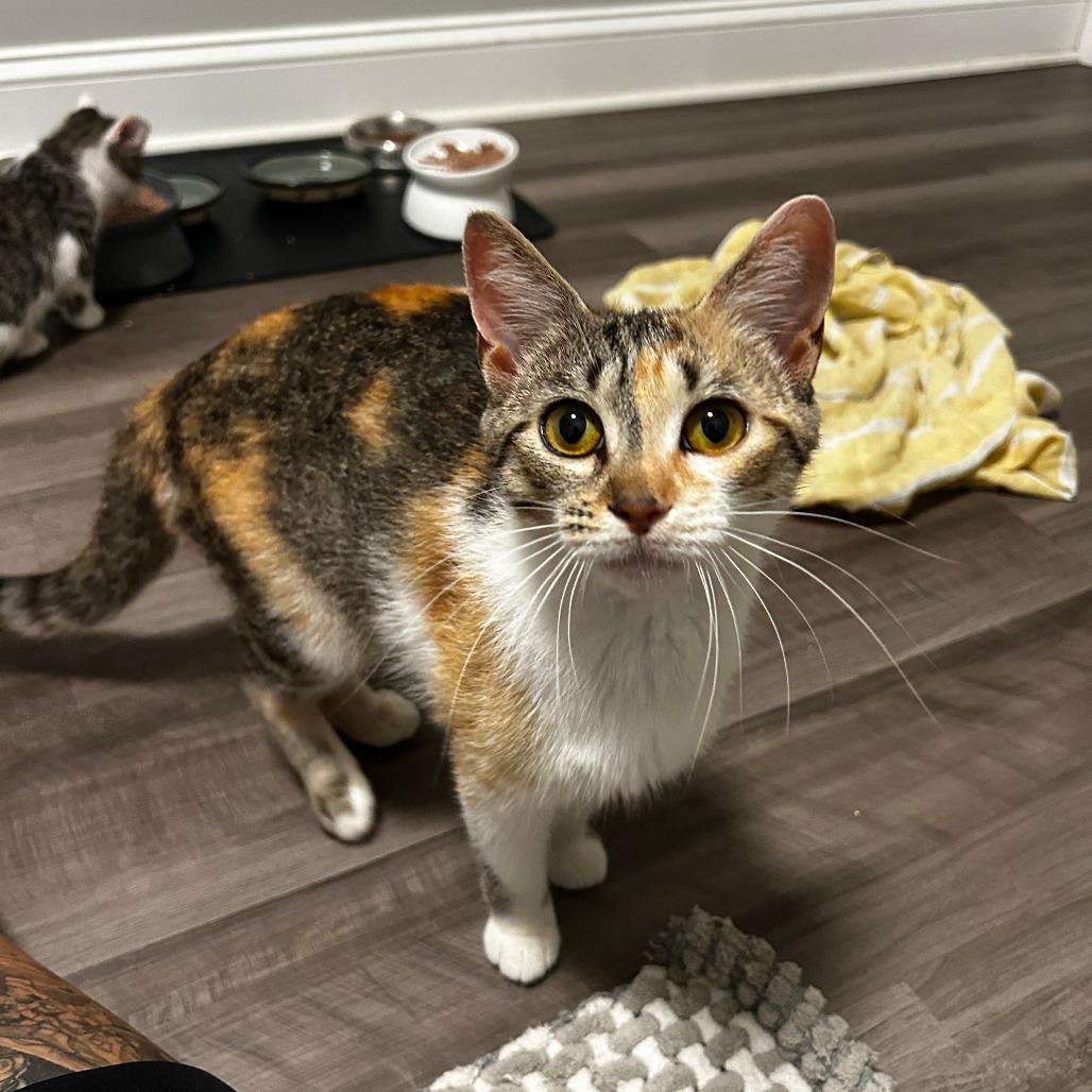 Deb, Adoptable, Adult Female Domestic Medium Hair.