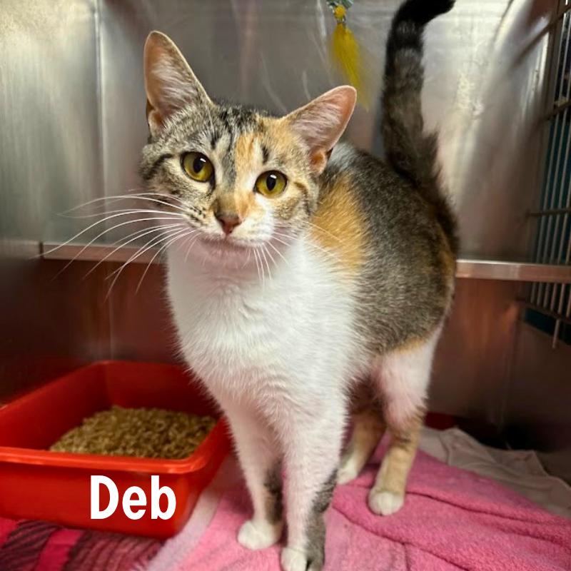 Deb, a Adoptable Domestic Medium Hair in Oak Ridge, TN image 2/3