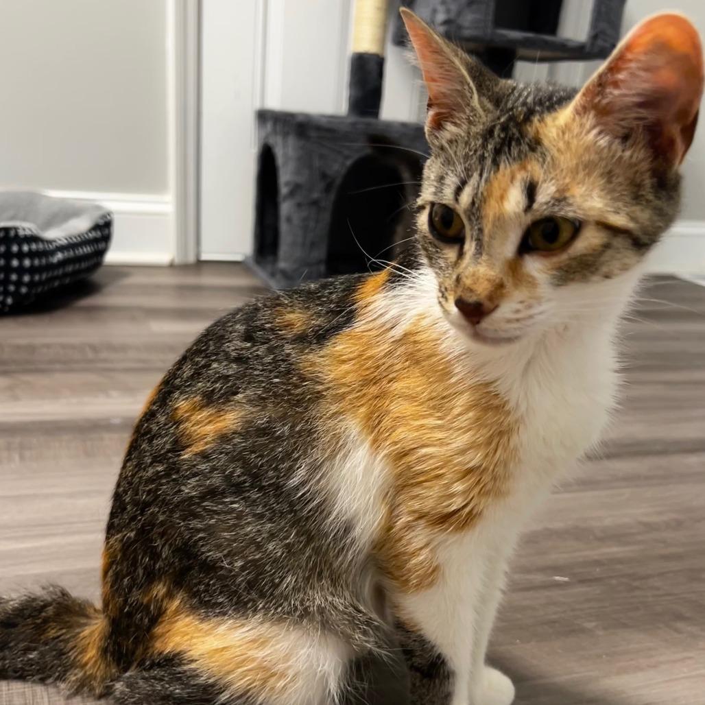 Deb, a Adoptable Domestic Medium Hair in Oak Ridge, TN image 3/3