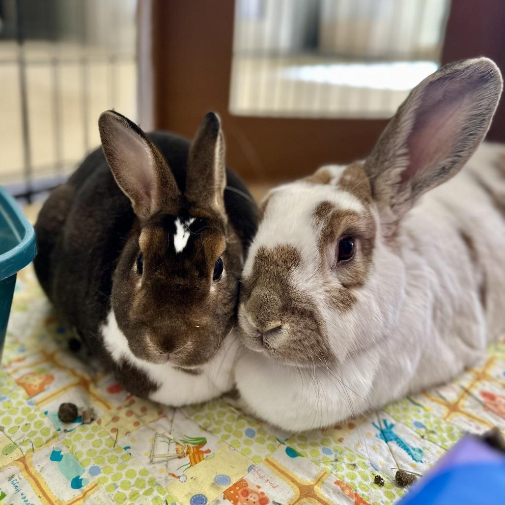 Carmello, a Adoptable English Spot in Bedford, NH image 1/6