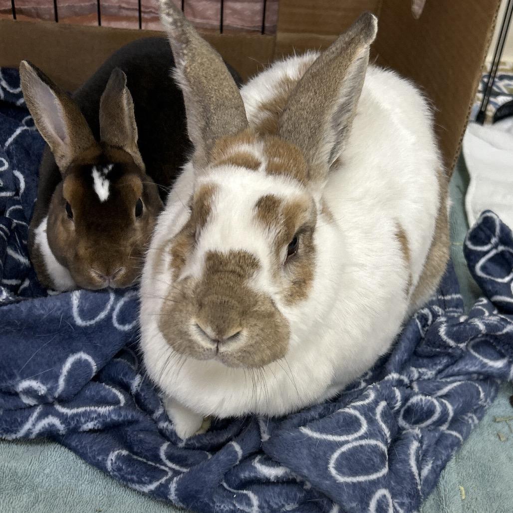 Enlarge Carmello, a Adoptable English Spot in Bedford, NH image 1/4