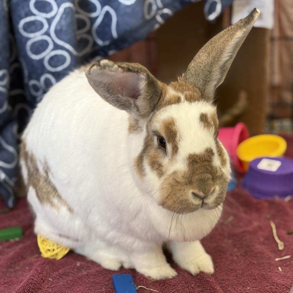 Enlarge Carmello, a Adoptable English Spot in Bedford, NH image 2/4