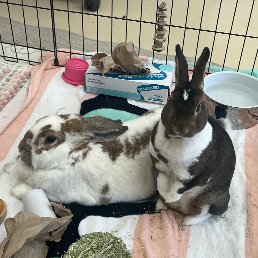 Carmello, a Adoptable English Spot in Bedford, NH image 5/6