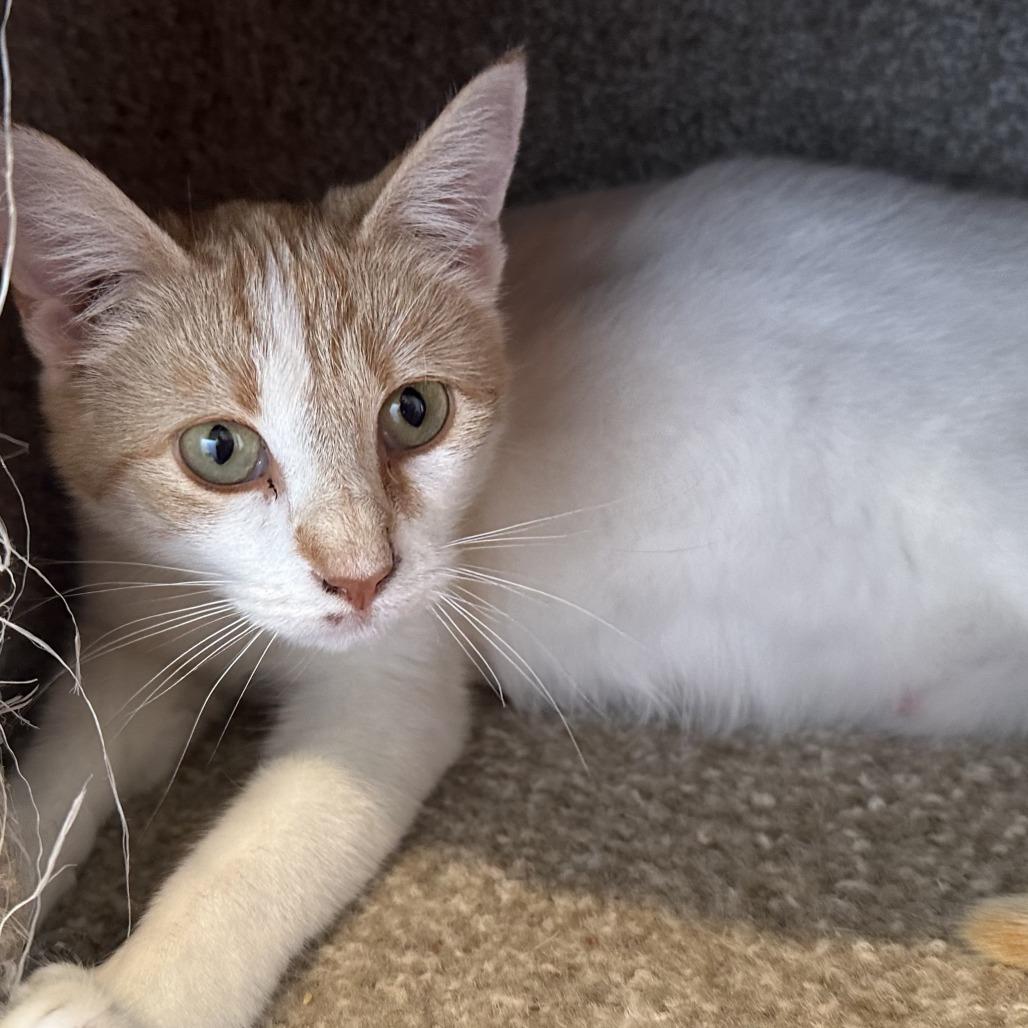 Dottie, Adoptable, Young Female Domestic Short Hair.