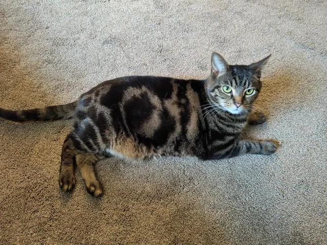 Garth, adoptable, Adult Male Domestic Short Hair.