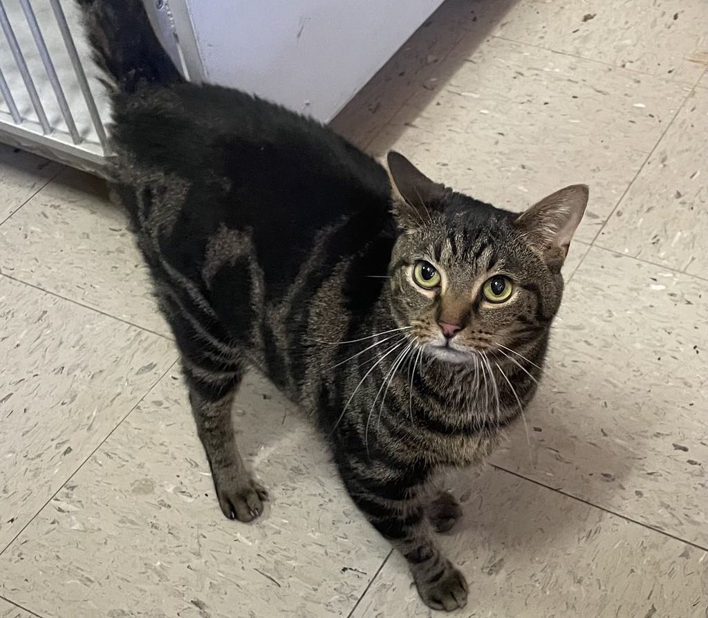 Garth, an adoptable Domestic Short Hair in Wapakoneta, OH image 4/4