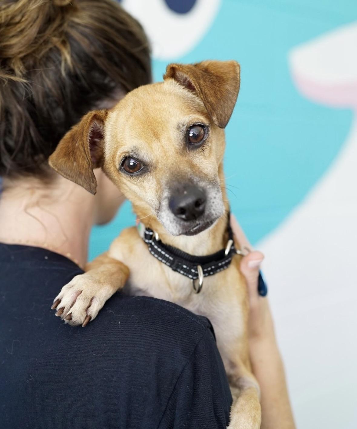 Judge, ADOPTABLE, Adult Male Chihuahua.