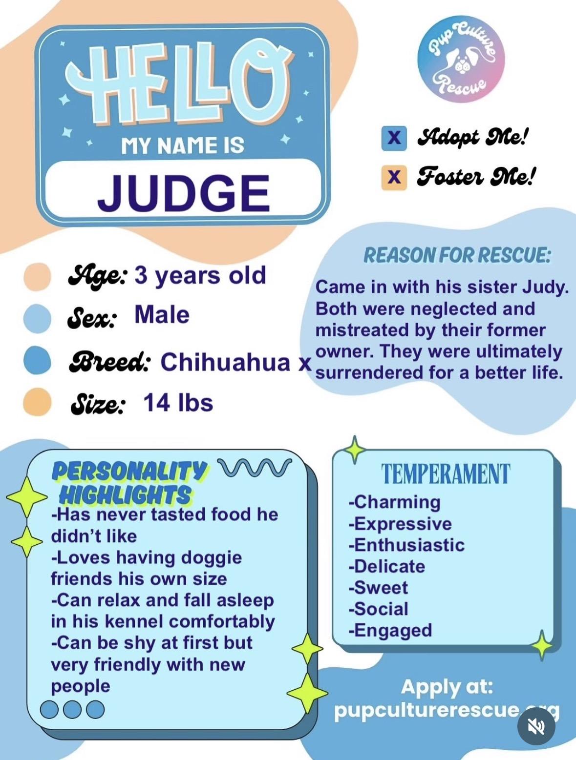 Judge, a ADOPTABLE mixed breed in Pasadena, CA image 2/6