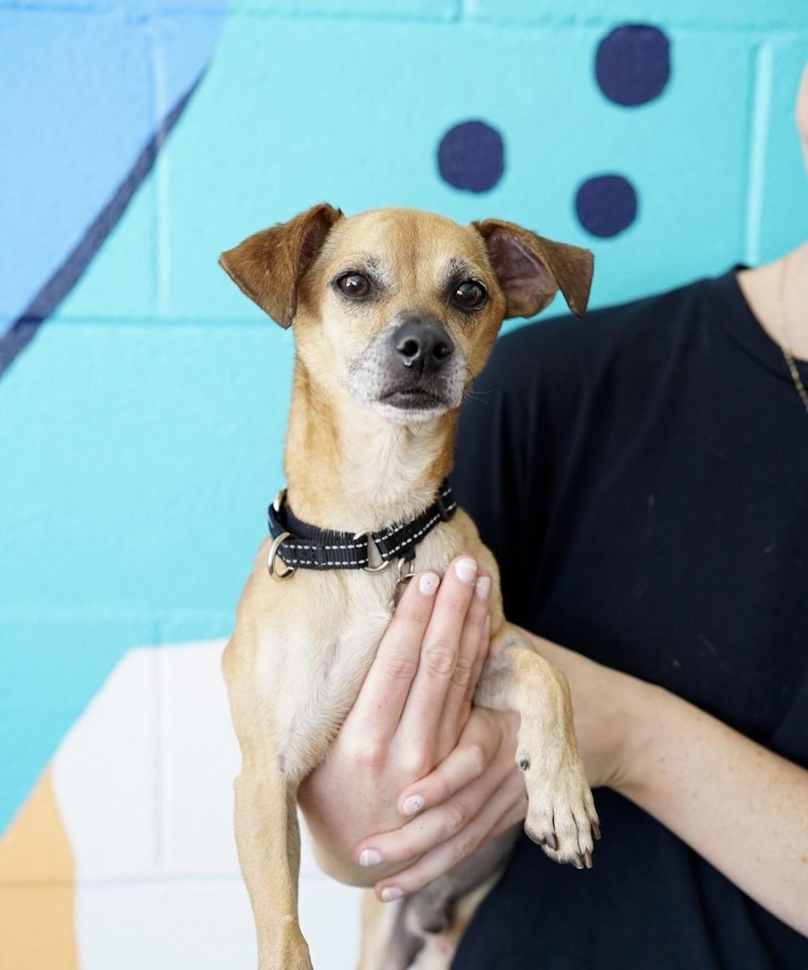 Judge, a ADOPTABLE mixed breed in Pasadena, CA image 4/6