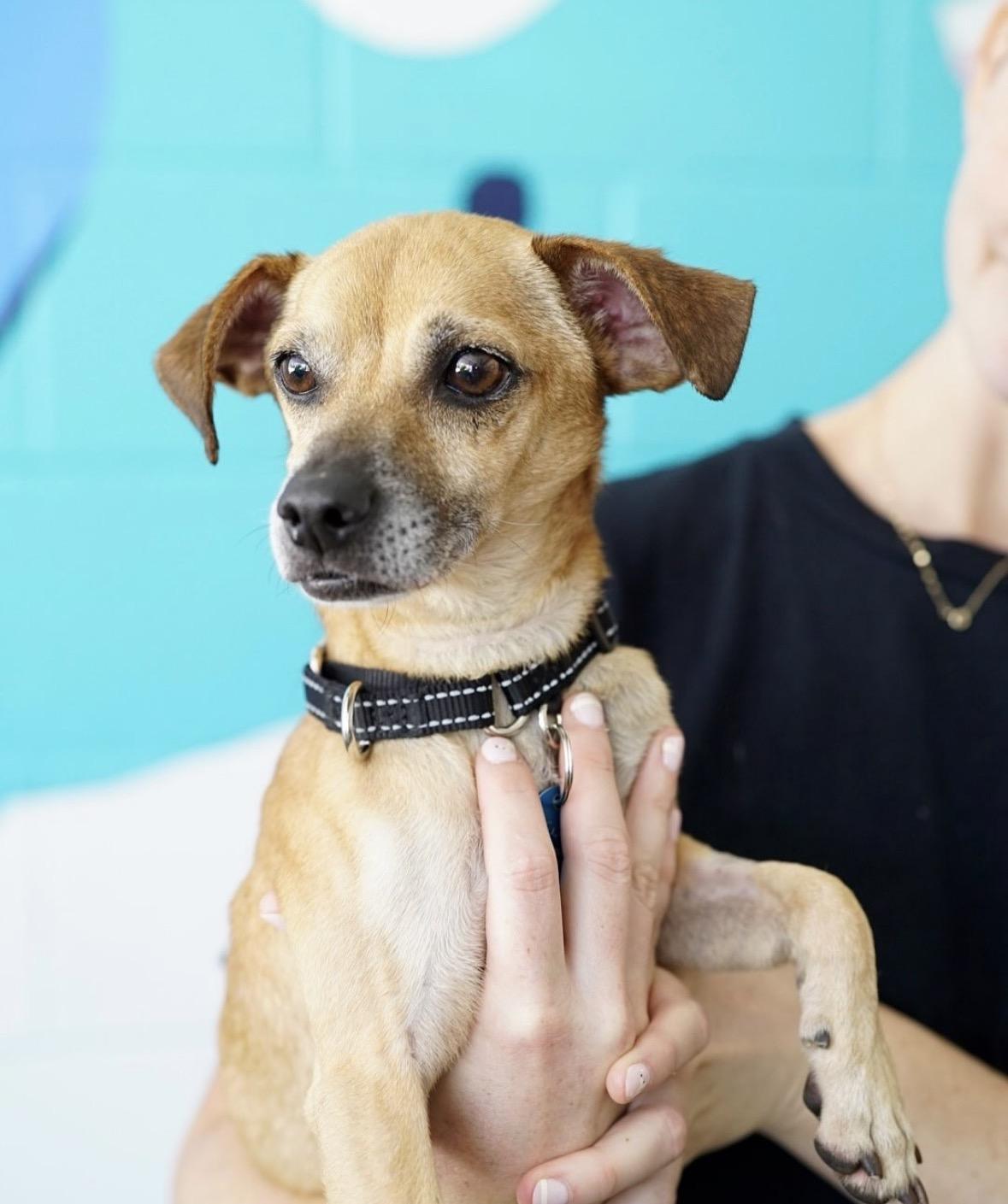 Judge, a ADOPTABLE mixed breed in Pasadena, CA image 3/6