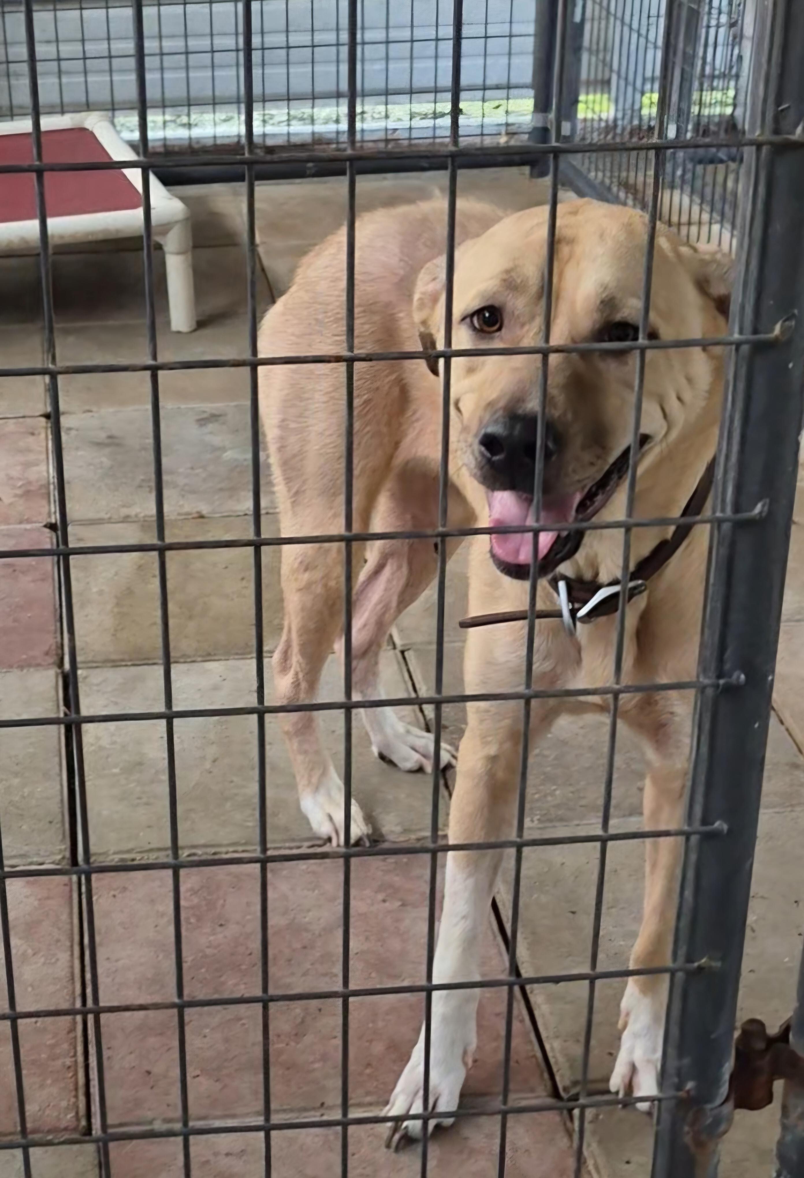 Enlarge Finley, a Adoptable mixed breed in Clay City, KY image 1/4