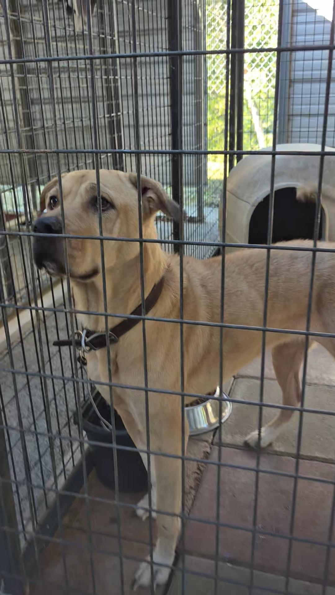 Enlarge Finley, a Adoptable mixed breed in Clay City, KY image 3/4