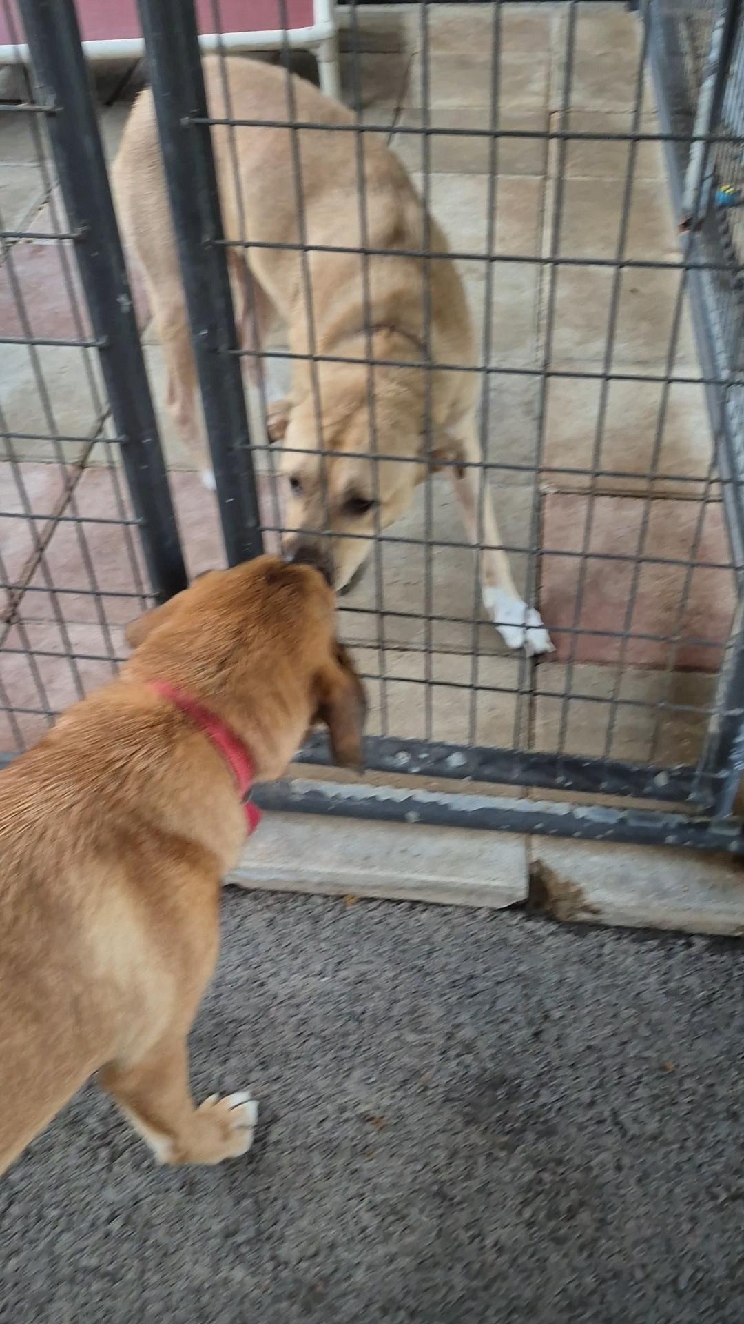 Enlarge Finley, a Adoptable mixed breed in Clay City, KY image 4/4