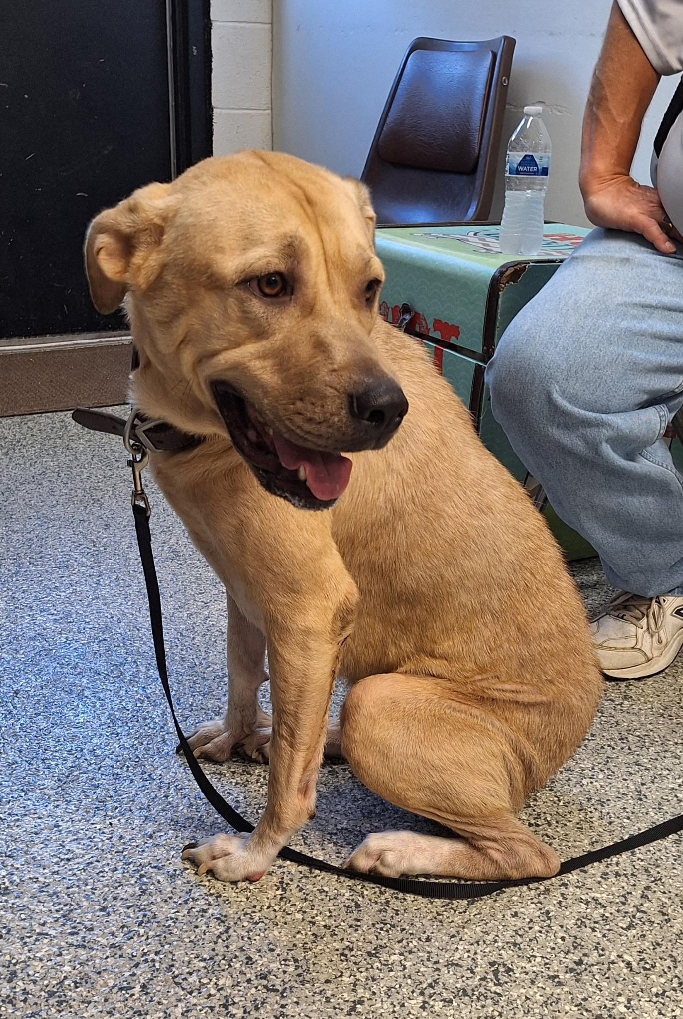 Enlarge Finley, a Adoptable mixed breed in Clay City, KY image 2/4
