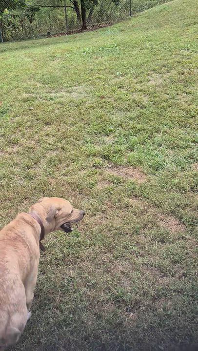 Enlarge Finley, a Adoptable mixed breed in Clay City, KY video 5/5