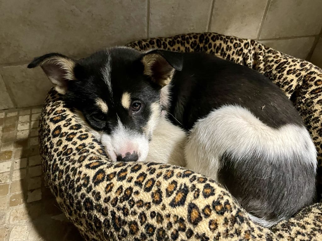 Kayto, a Adopted mixed breed in STE-MARGUERITE-DU-LAC-MASSON, QC image 3/3