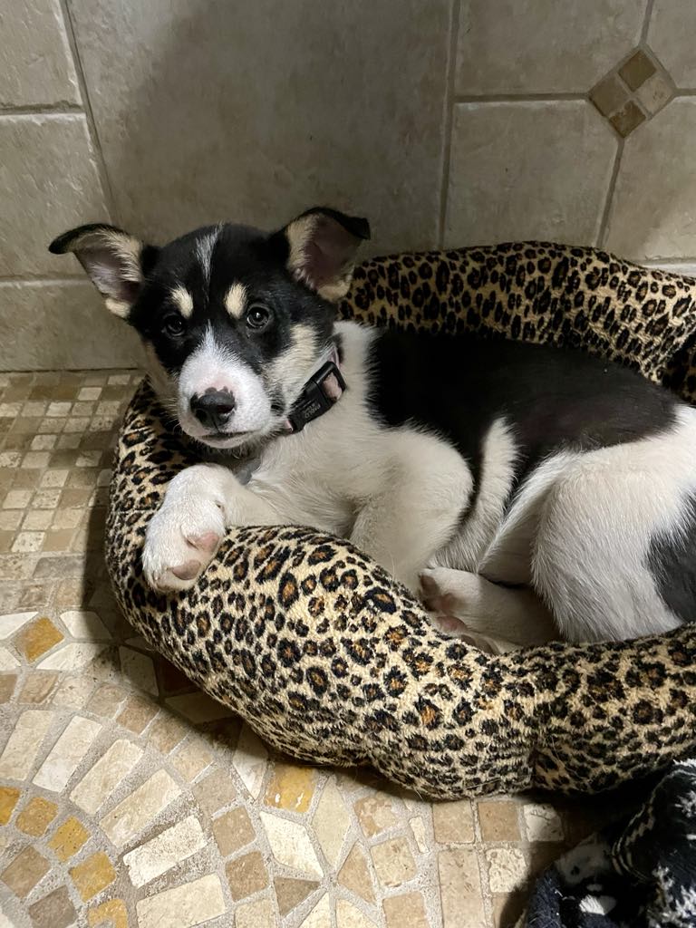 Kayto, Adopted, Puppy Female Husky.