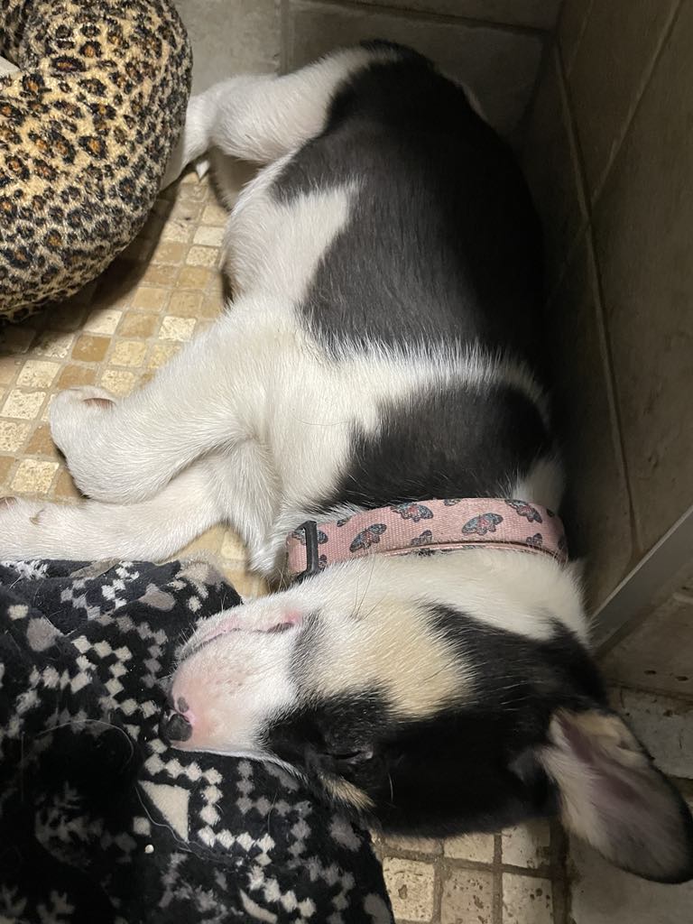 Kayto, a Adopted mixed breed in STE-MARGUERITE-DU-LAC-MASSON, QC image 2/3