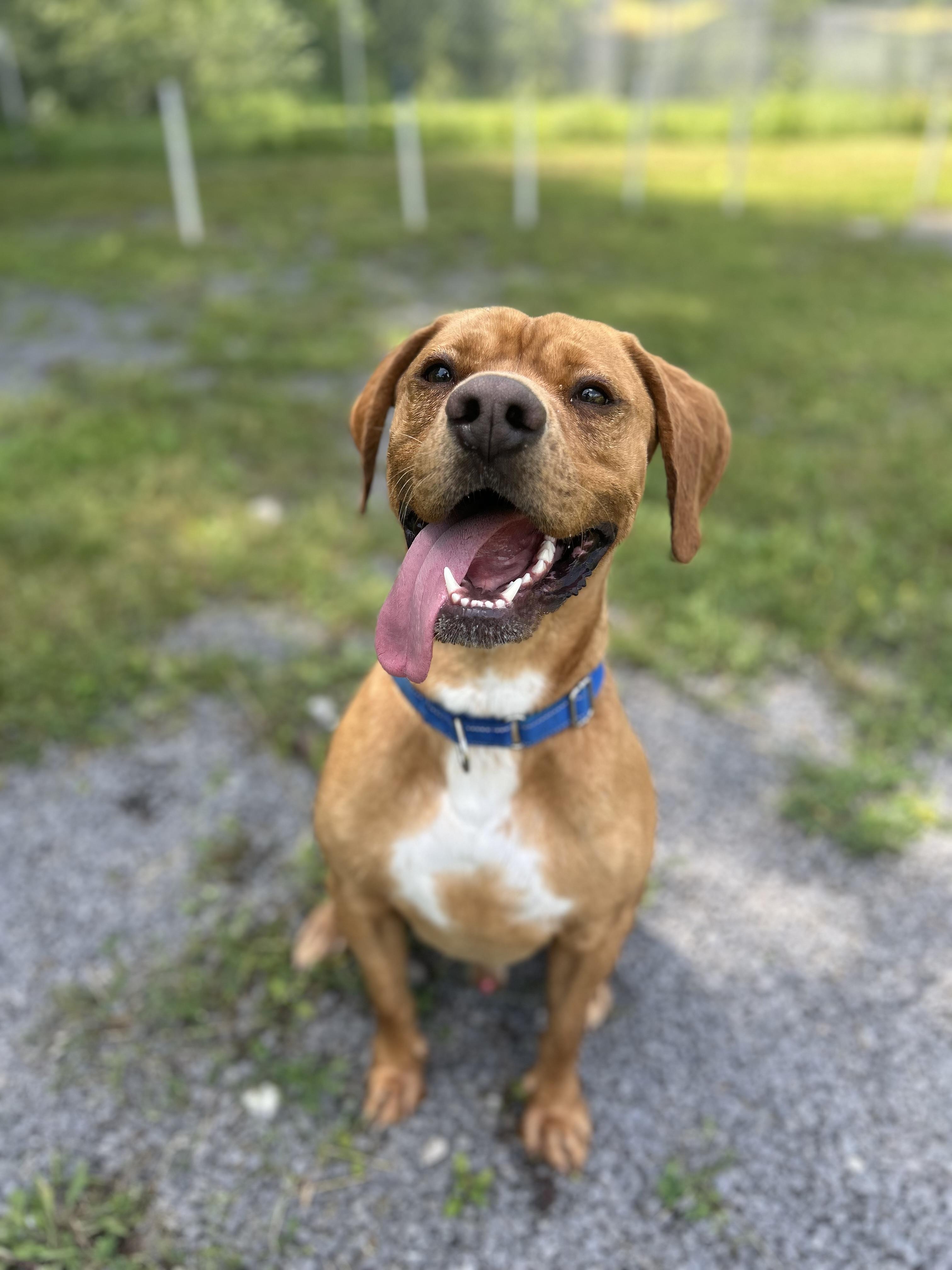 Enlarge Max, a ADOPTABLE Mixed Breed in Howes Cave, NY image 2/3
