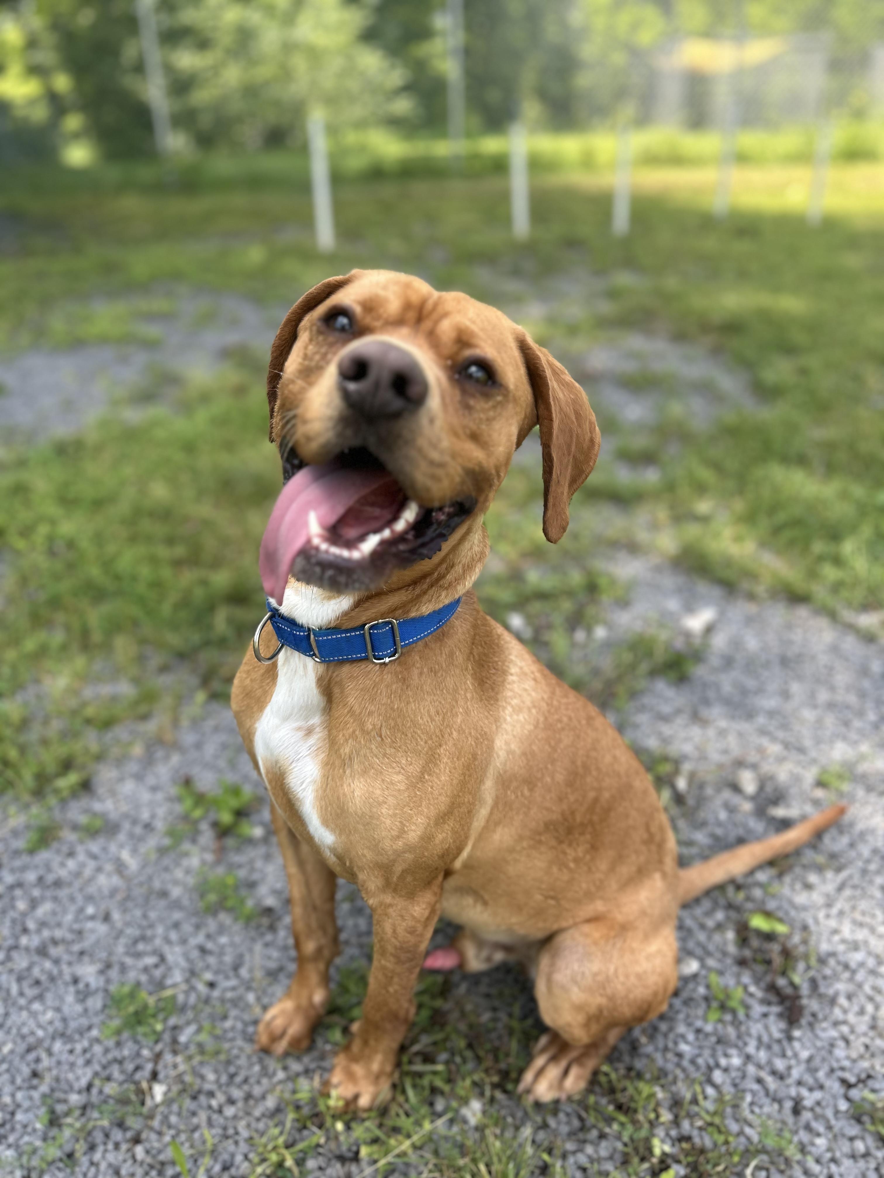 Enlarge Max, a ADOPTABLE Mixed Breed in Howes Cave, NY image 1/3