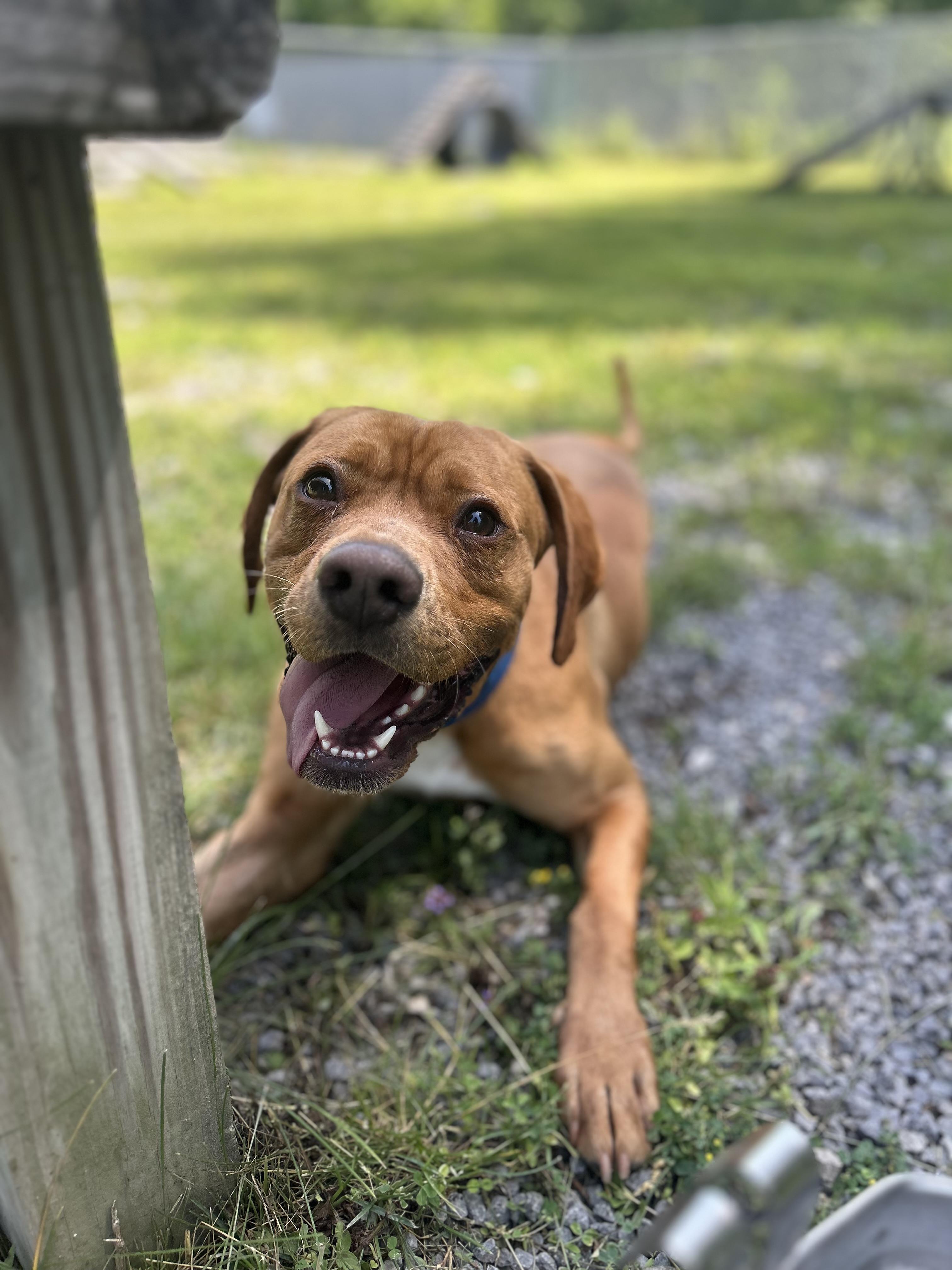 Enlarge Max, a ADOPTABLE Mixed Breed in Howes Cave, NY image 3/3
