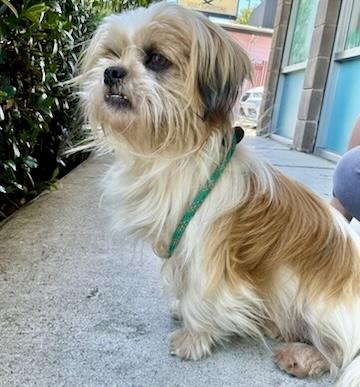 Kenji, Adoptable, Adult Male Shih Tzu.