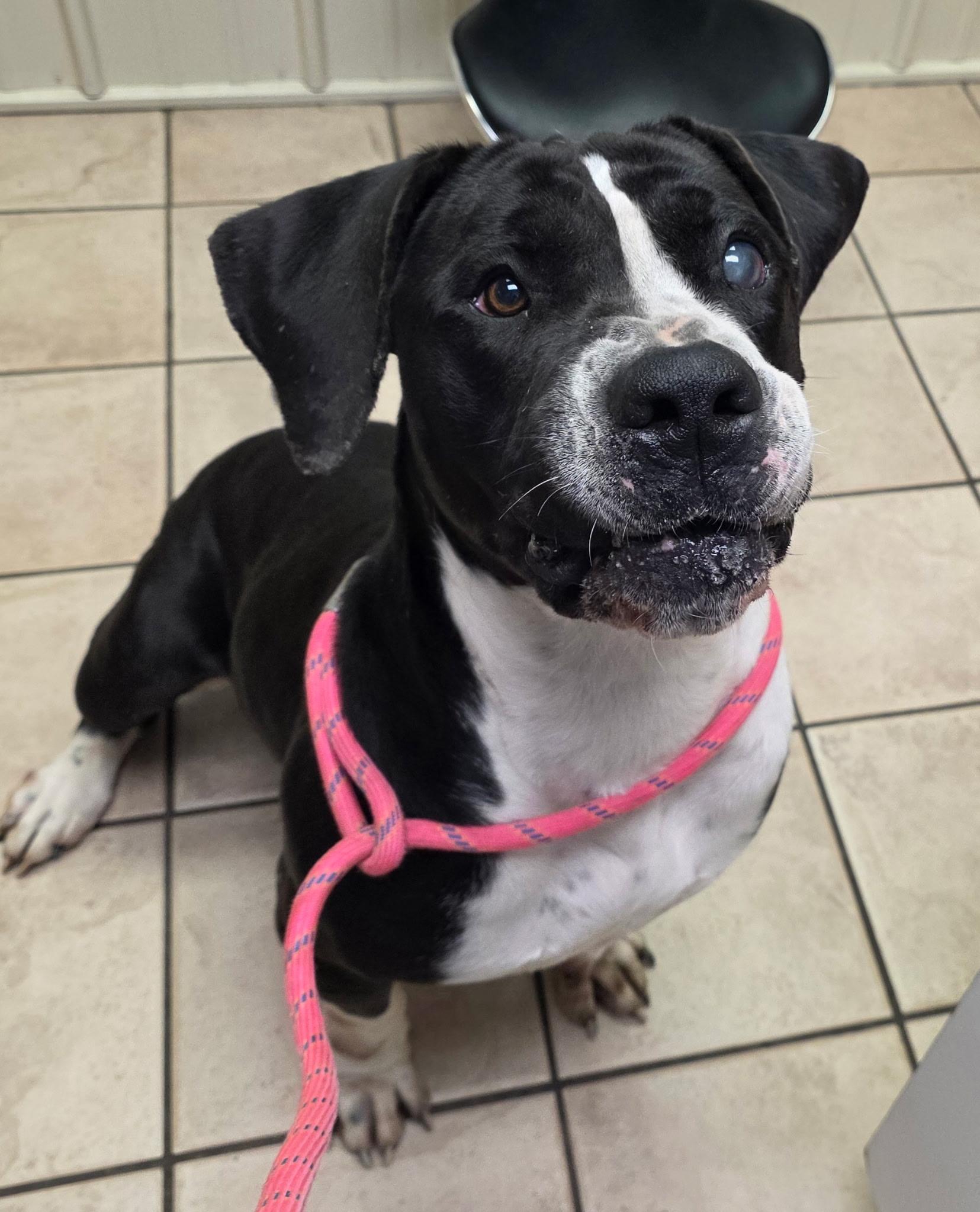 Enlarge Bubbles, a ADOPTABLE mixed breed in Hendersonville, TN image 1/1