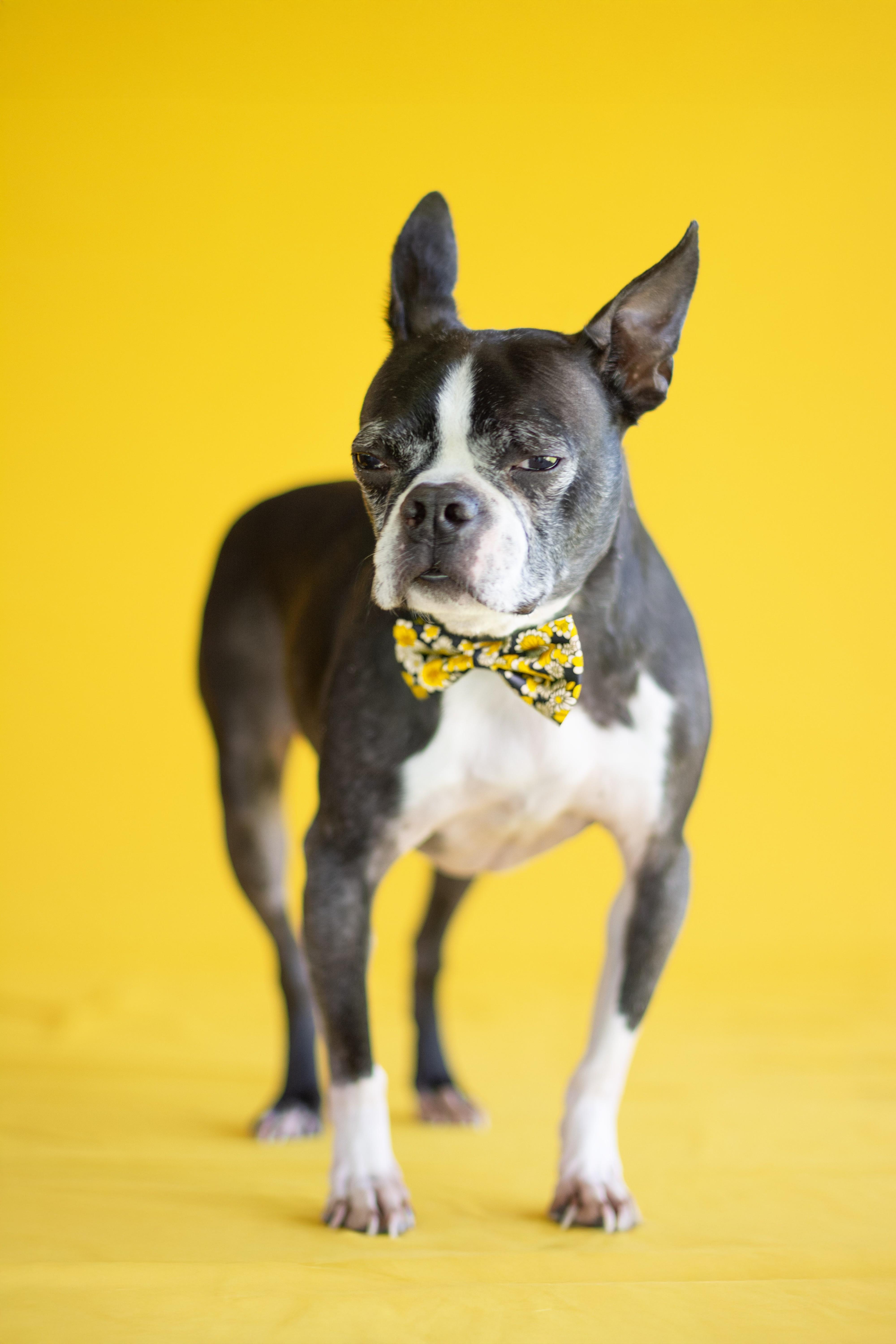 Travis, ADOPTABLE, Senior Male Boston Terrier.