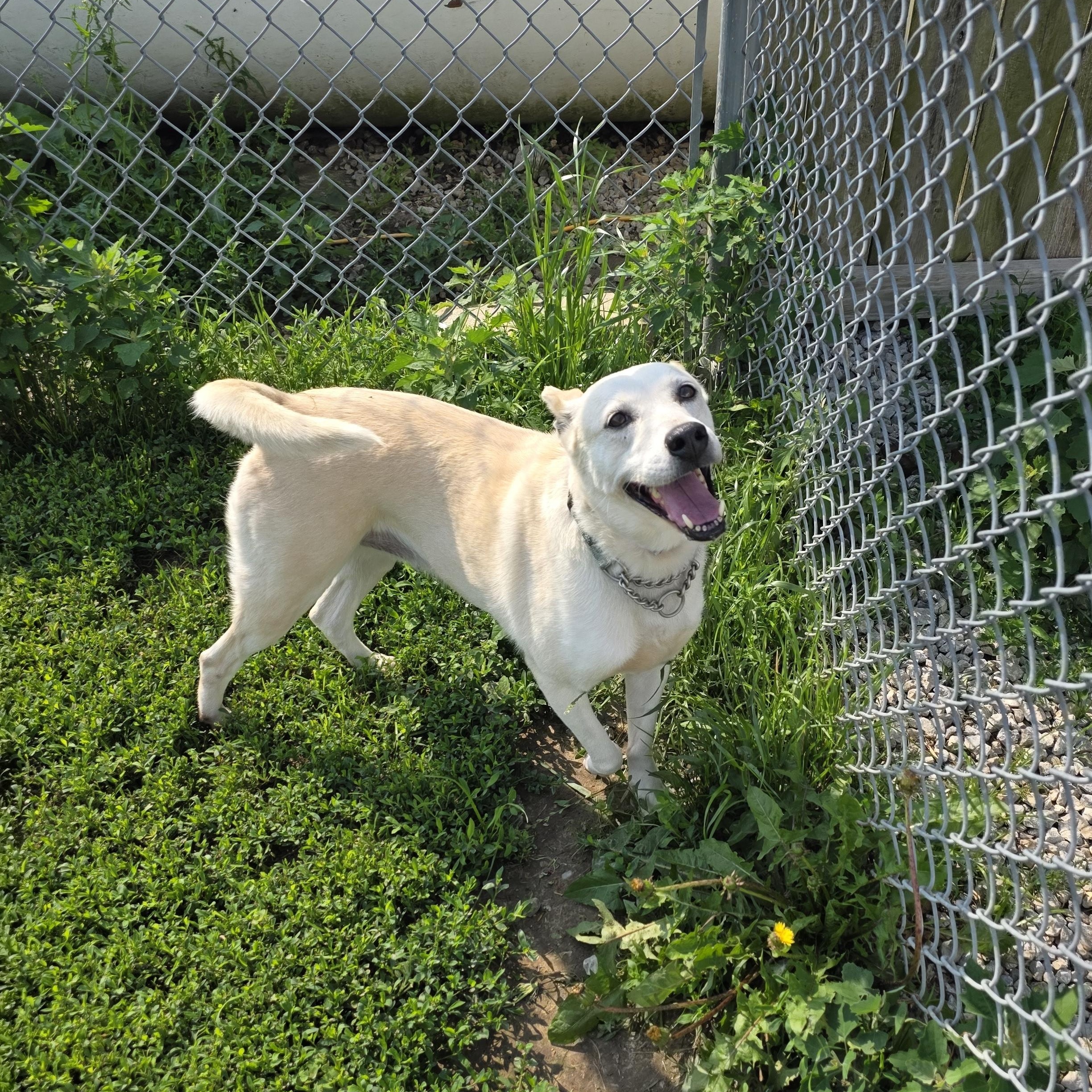 Cricket, Adoptable, Adult Female Carolina Dog.