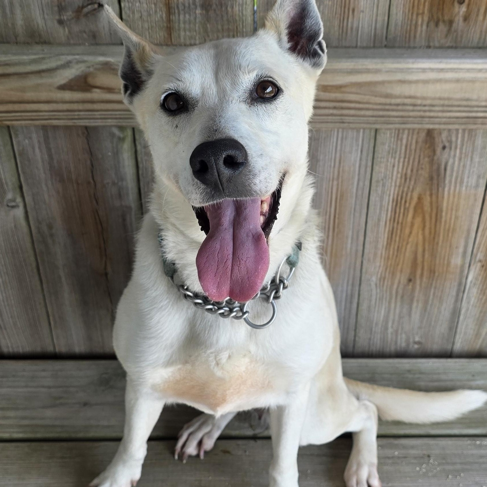 Cricket, a Adoptable Carolina Dog in Springfield, IL image 2/5