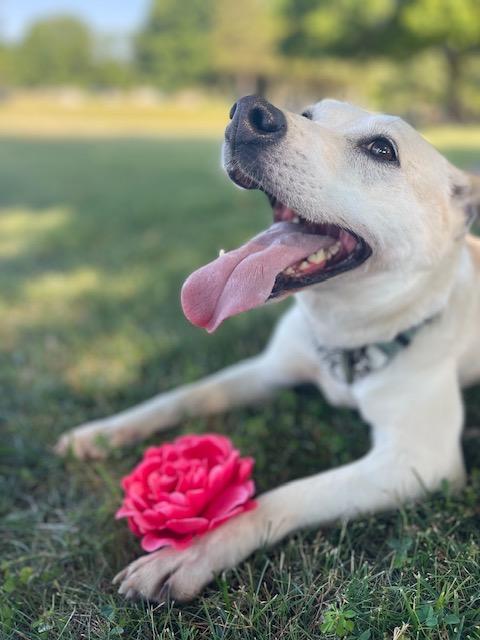 Cricket, a Adoptable Carolina Dog in Springfield, IL image 3/5