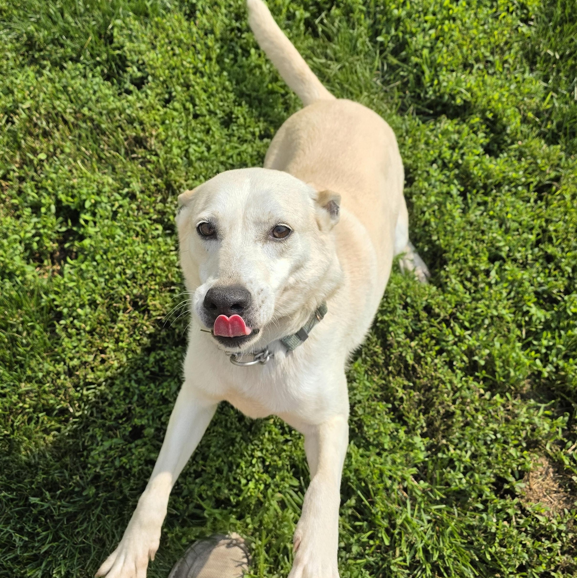 Cricket, a Adoptable Carolina Dog in Springfield, IL image 4/5